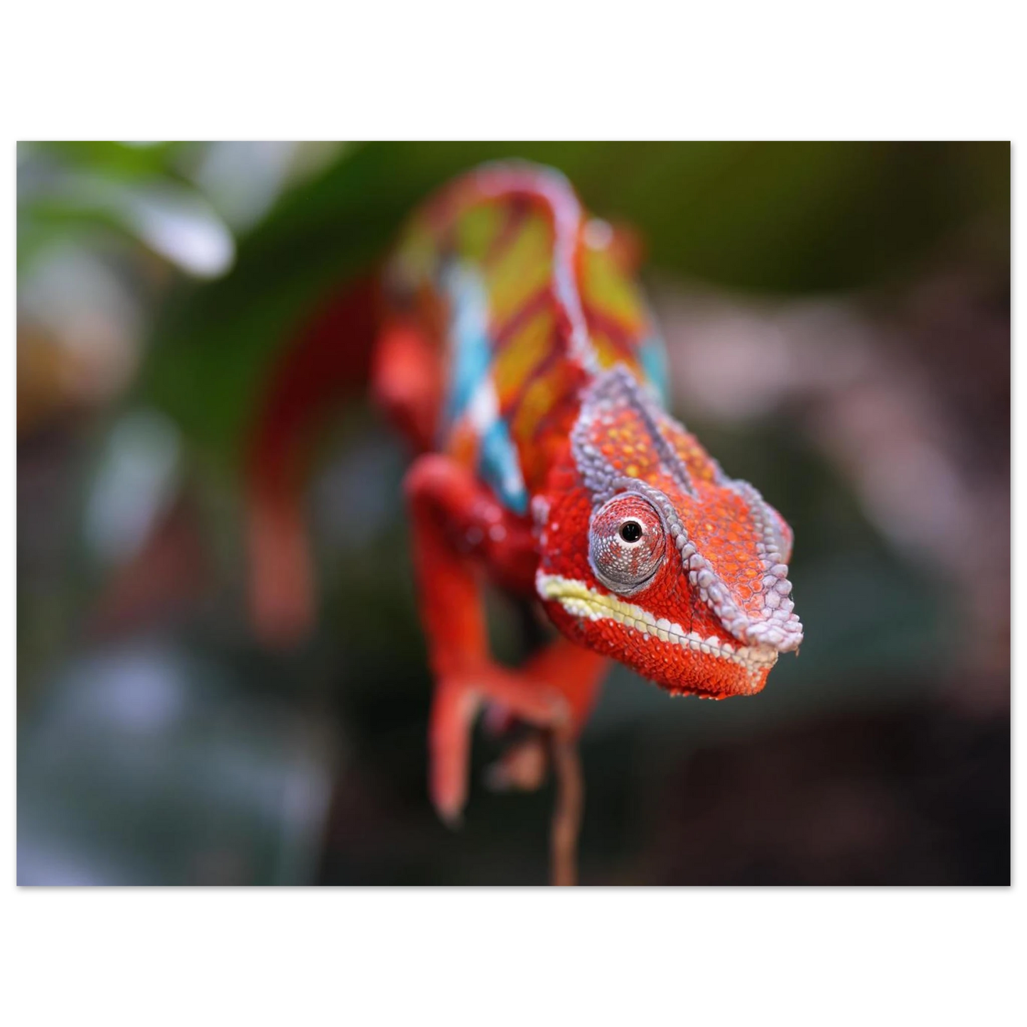 Wandbild faszinierendes chamaeleon portraet lebendige tierkunst fuer ihr zuhause in ihrer wunschgroesse
