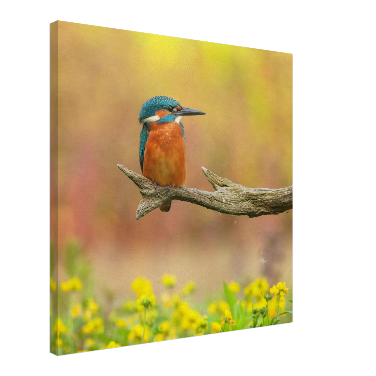 Wandbild eisvogel lebendige naturkunst fuer ihr zuhause in ihrer wunschgroesse