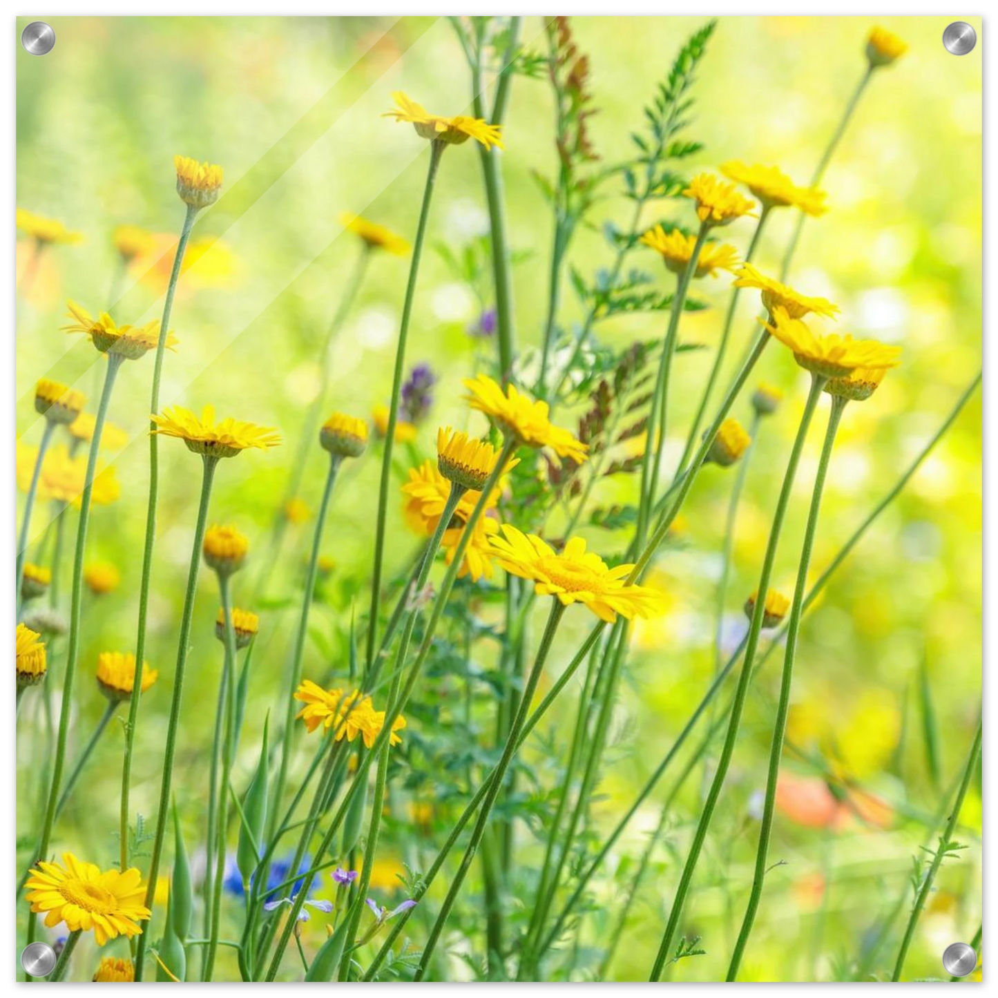 Wandbild sunshine meadow lebendiger blumen druck in verschiedenen groessen