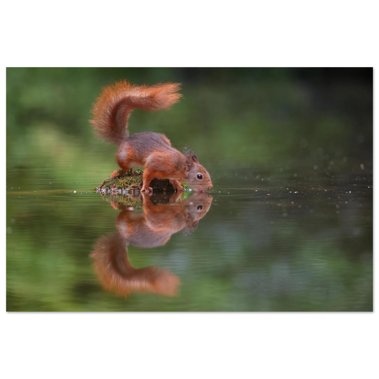 Wandbild durstiges eichhoernchen eine ruhige reflexion in der natur erhaeltlich in vielen groessen