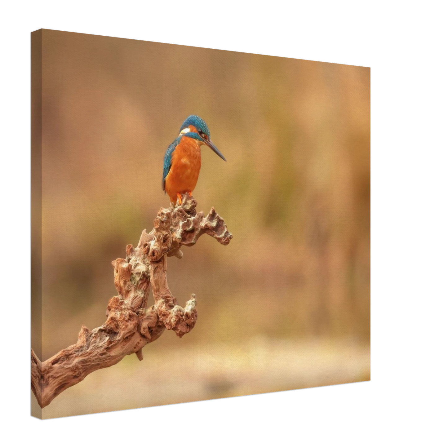 Wandbild eisvogel lebendige naturkunst fuer ihr zuhause in vielen groessen