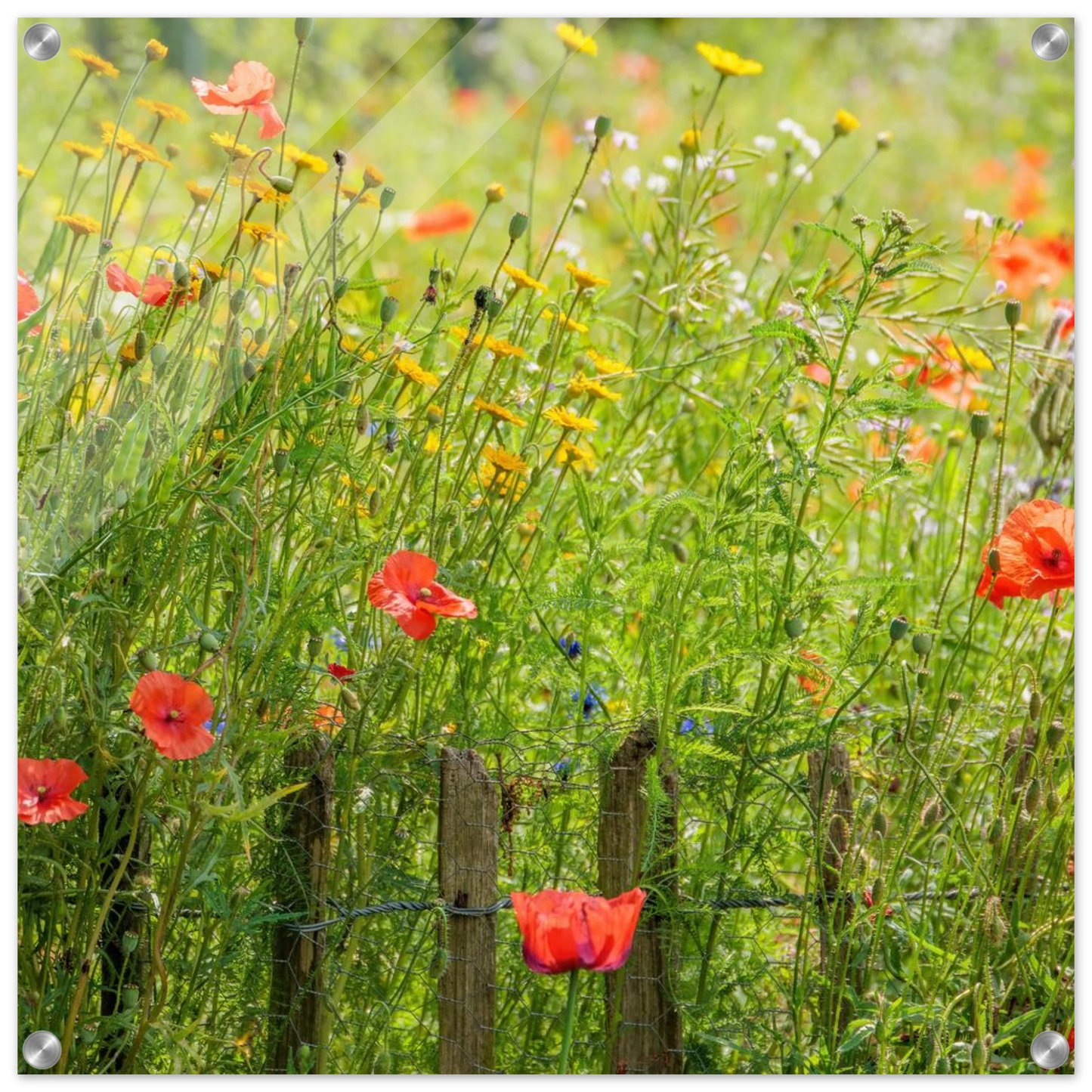 Wandbild wildblumen feld rot gelb sonnige mohnblumen wiese als kunstdruck