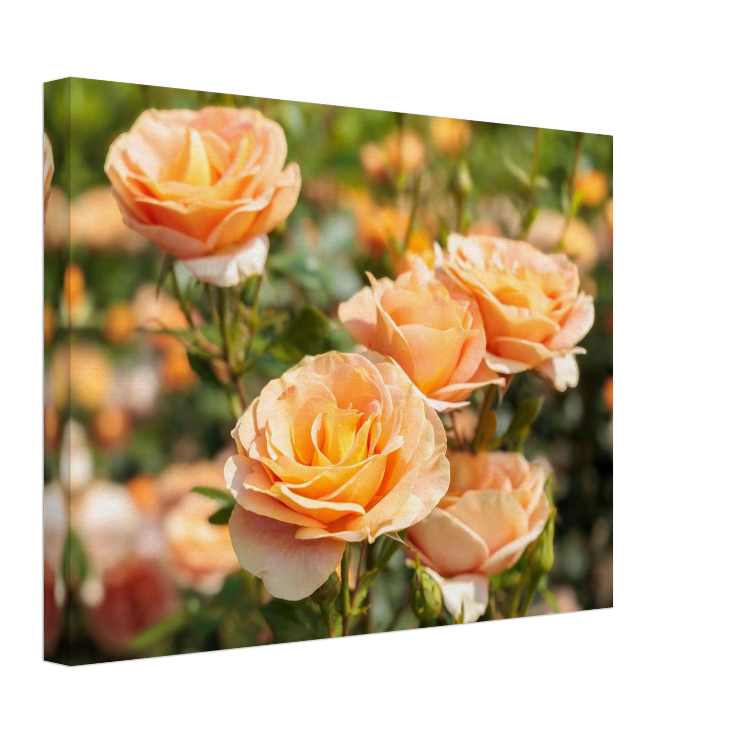 Wandbild romantische pfirsichrosen im sonnenschein botanische kunst fuer ihr zuhause in vielen groessen