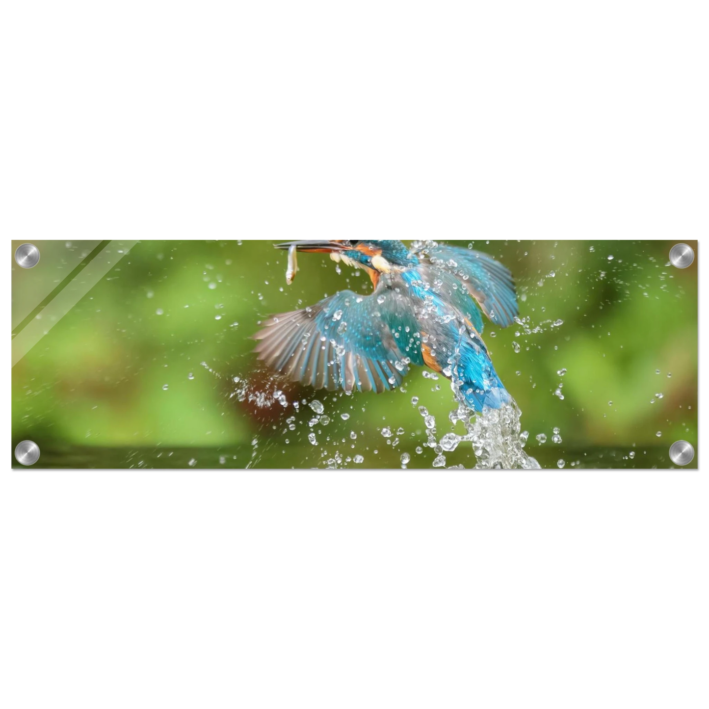 Wandbild eisvogel im sturzflug lebendige wildtierkunst fuer ihr zuhause