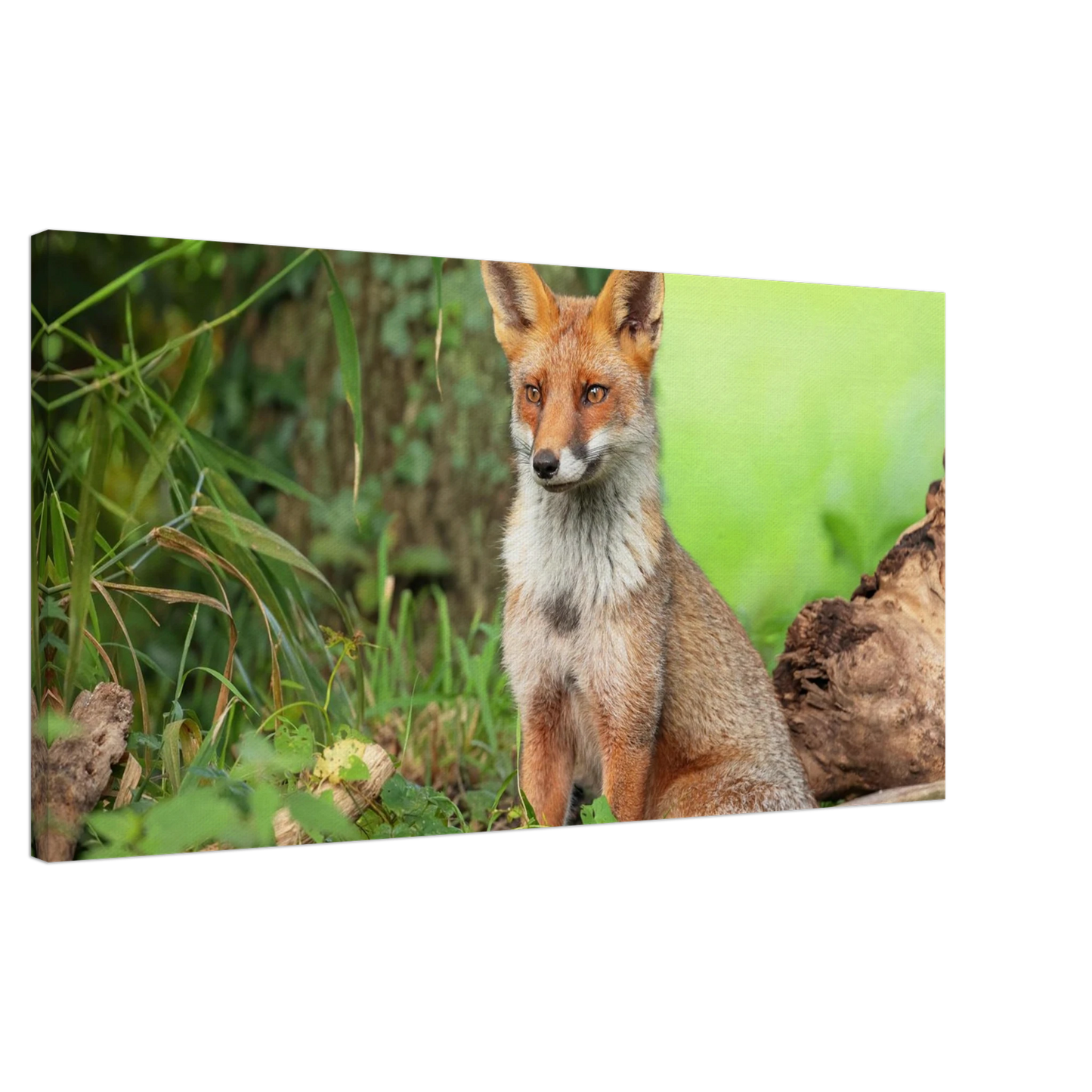 Wandbild majestaetischer rotfuchs ein augenblick der ruhe in der natur erhaeltlich in zahlreichen groessen