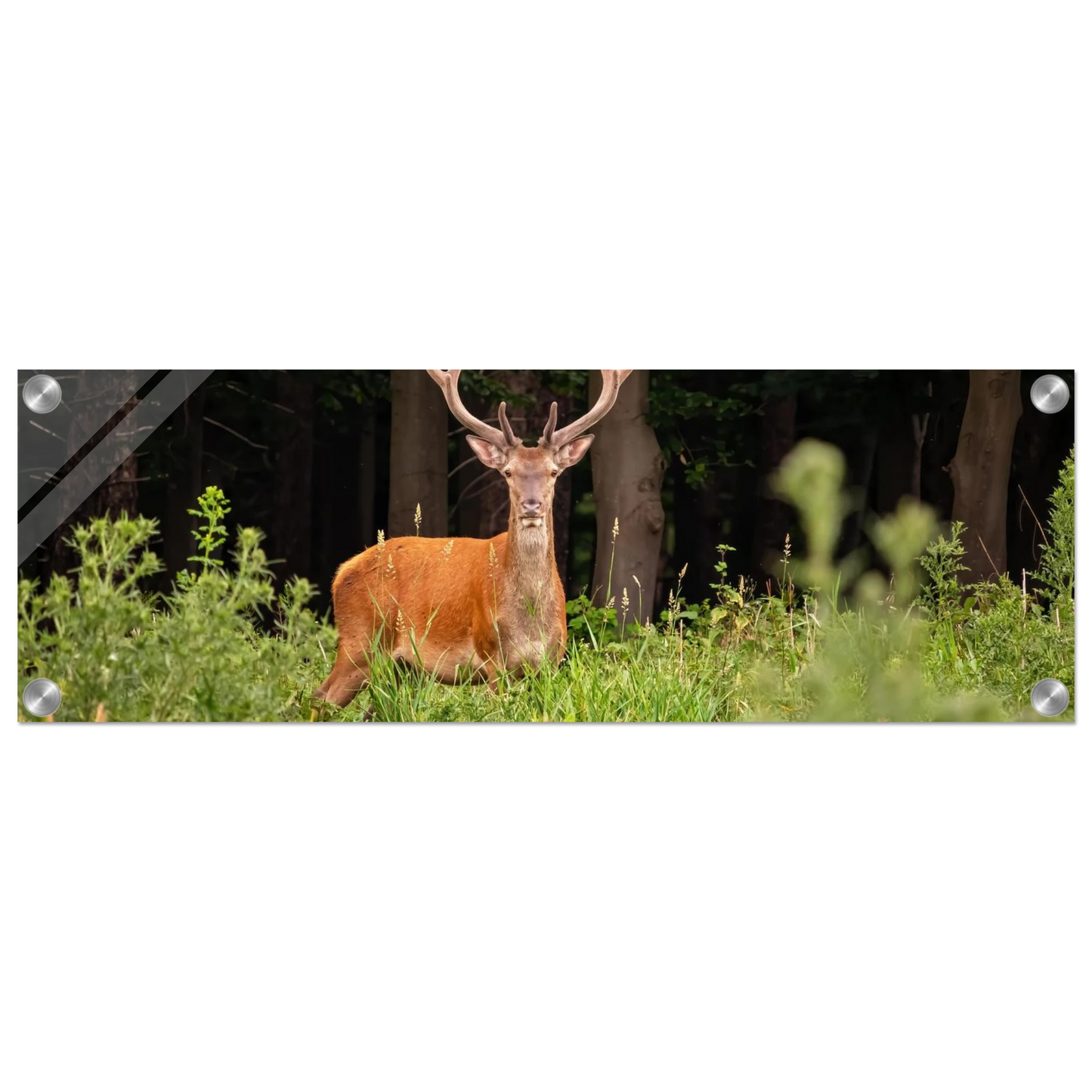 Wandbild majestaetischer hirsch im wald ein wildnis statement fuer ihr zuhause in verschiedenen groessen