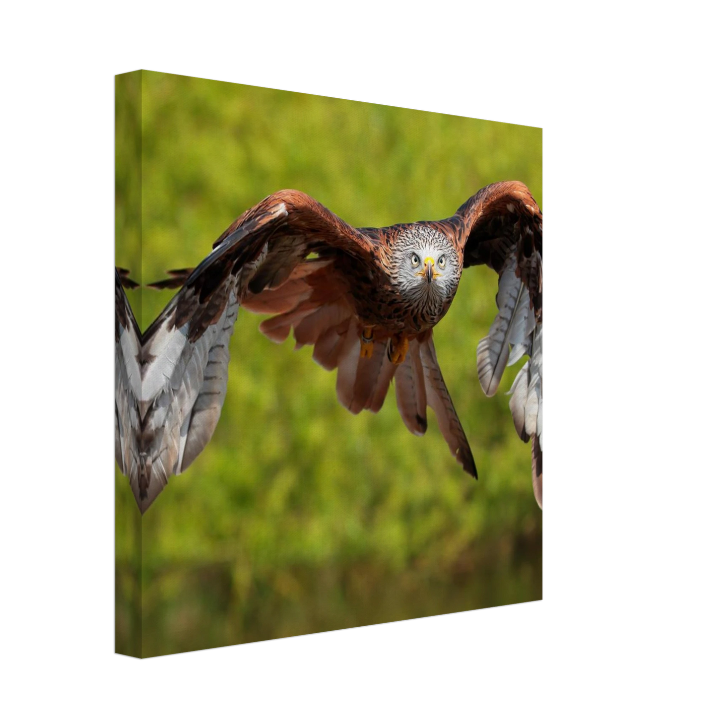 Wandbild majestaetischer rotmilan im flug atemberaubende tierfotografie fuer ihr zuhause erhaeltlich in zahlreichen groessen