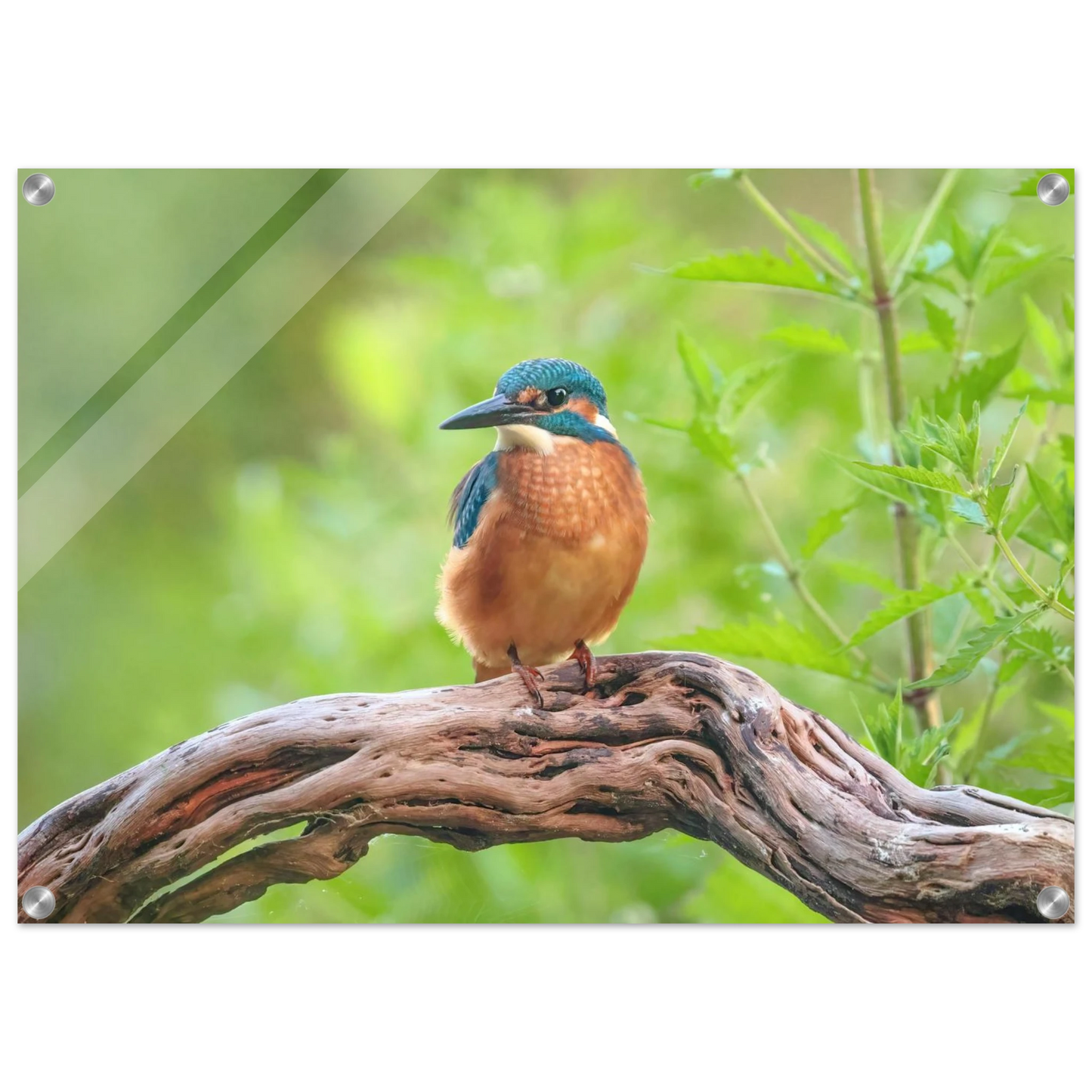 Wandbild eisvogel lebendige naturkunst fuer ihr zuhause in ihrer wunschgroesse 2