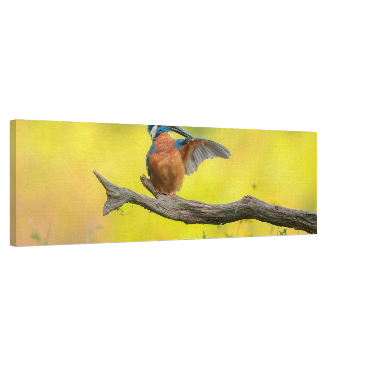 Wandbild eisvogel lebendige naturkunst fuer ihr zuhause