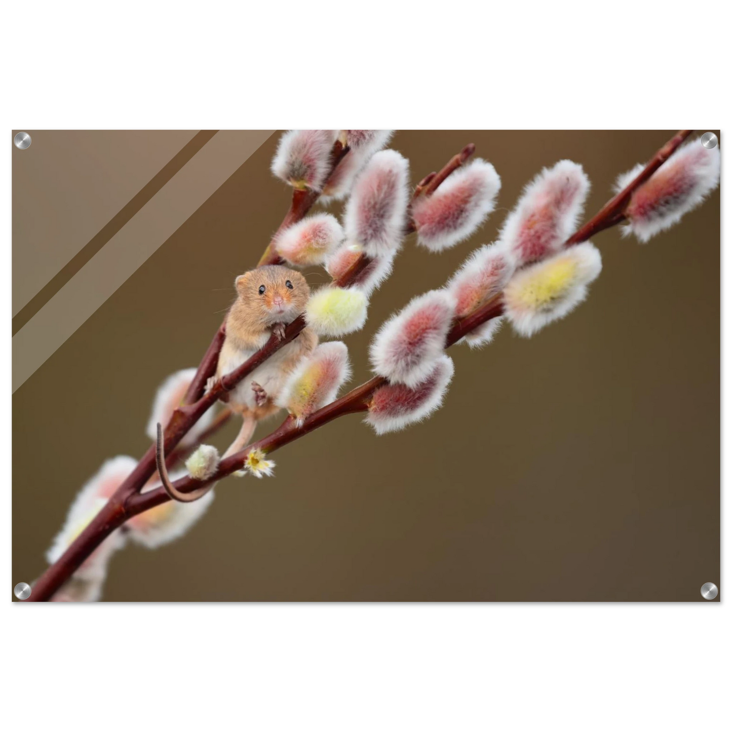 Wandbild niedliche erntemaus an flauschigen weidenkaetzchen ein zauberhafter naturmoment fuer ihre waende