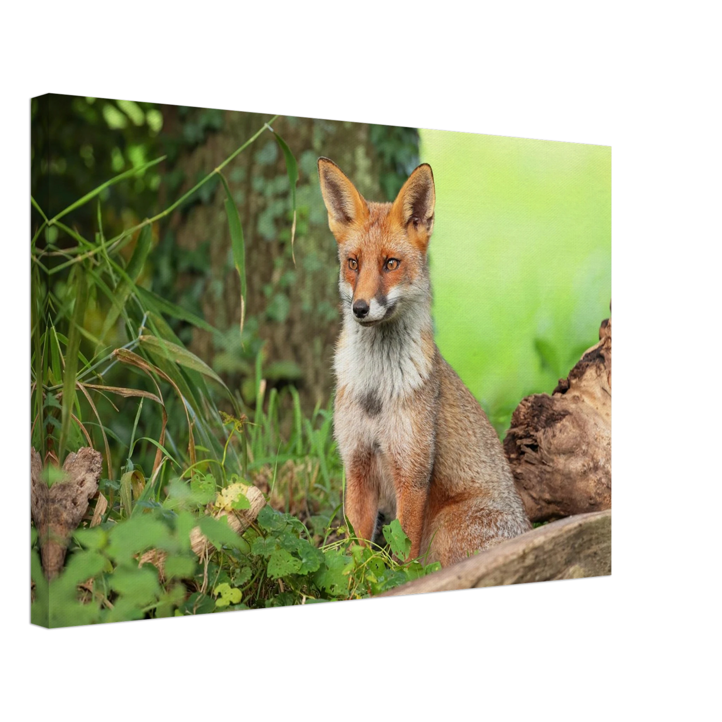Wandbild majestaetischer rotfuchs ein augenblick der ruhe in der natur erhaeltlich in zahlreichen groessen