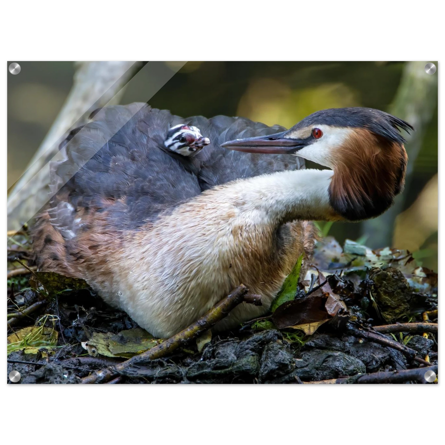 Wandbild zaertliche grosse haubentaucher familie naturgetreuer kunstdruck in ihrer wunschgroesse