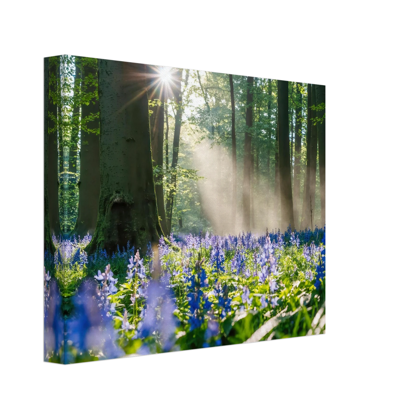 Wandbild mystische waldlichtung mit blauen glockenblumen sonnenverwoehntes naturbild in verschiedenen groessen