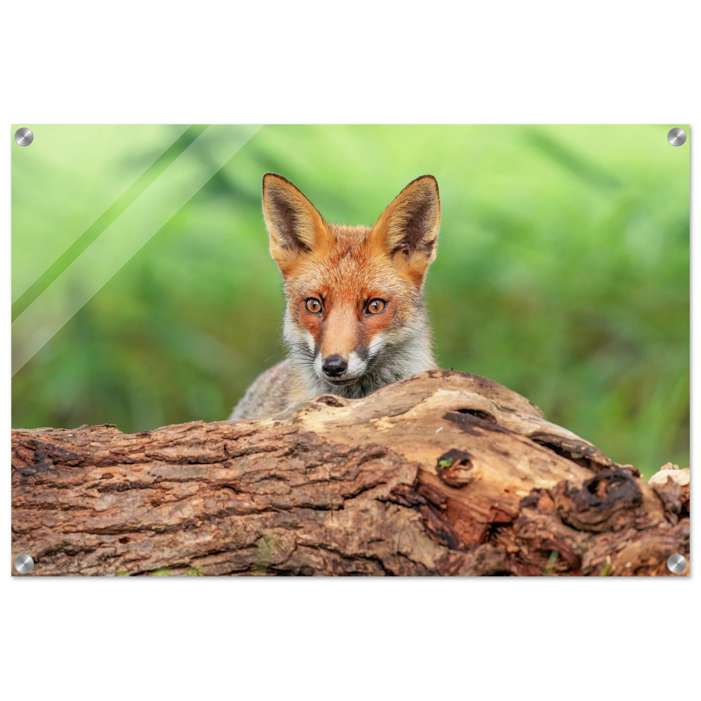 Wandbild fuchs im versteck einzigartige naturkunst fuer ihr zuhause