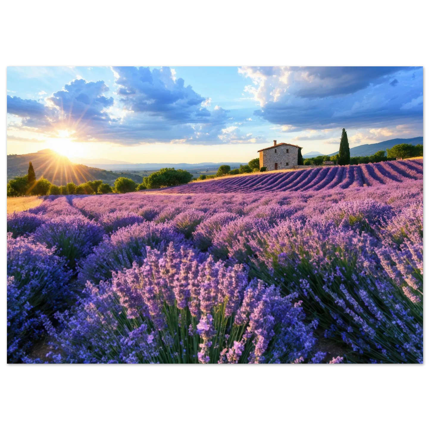 Wandbild sonnenuntergang ueber lavendelfeldern idyllische provence landschaft im wunschformat