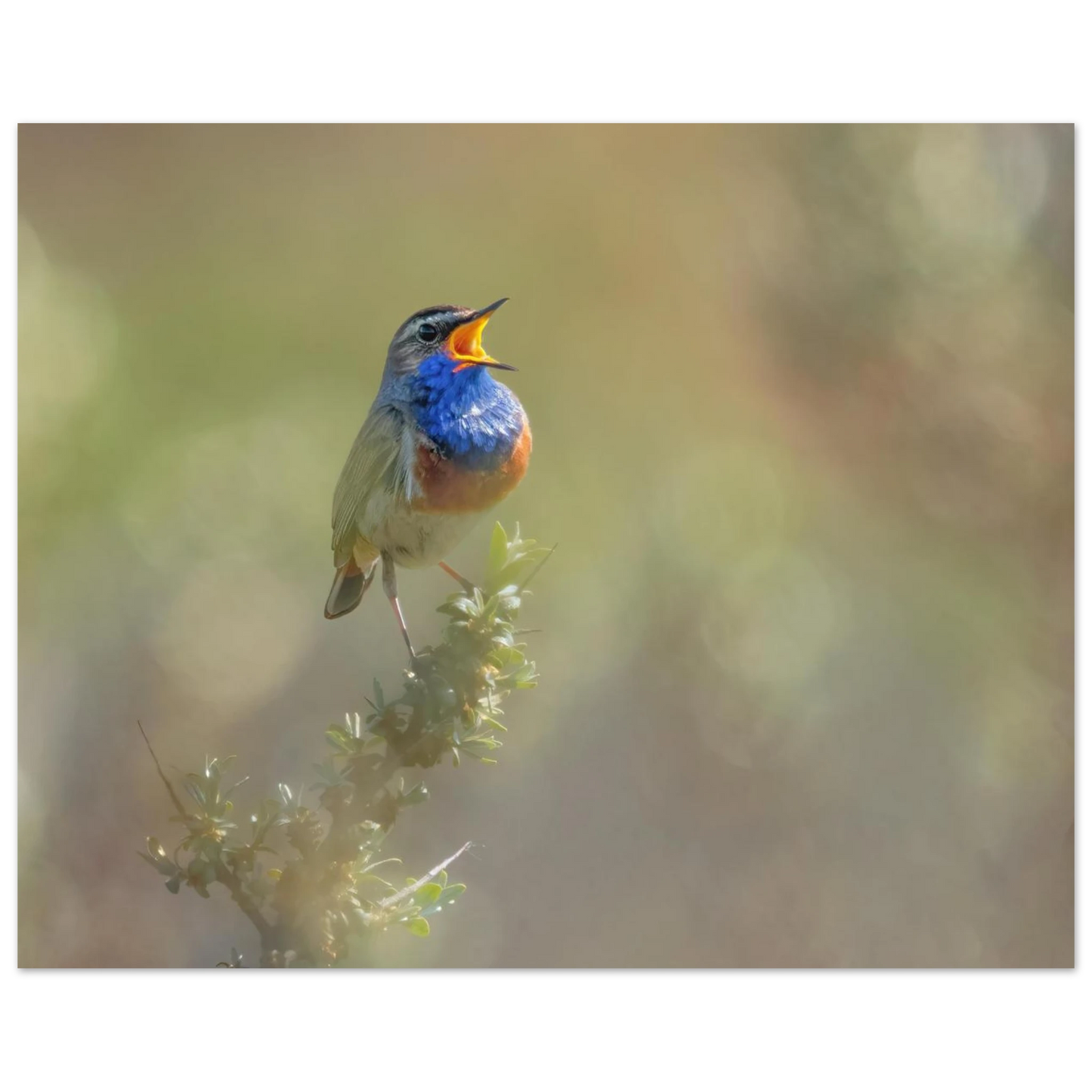 Wandbild singvogel in blautoenen lebendige vogelkunst fuer ihr zuhause in ihrer wunschgroesse