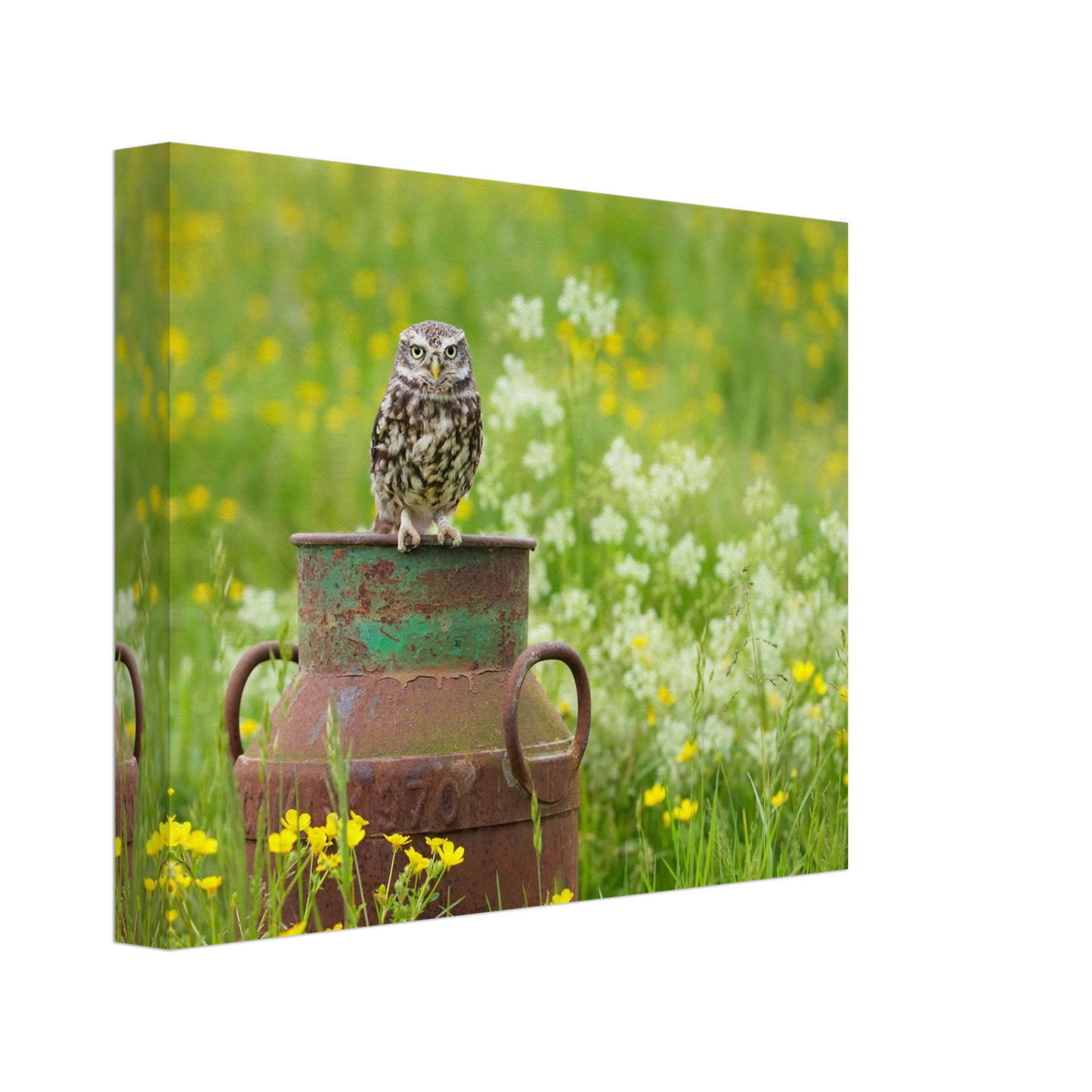 Wandbild rustikales eulen portraet ein blick in die natur auf ihrer wand in vielen groessen