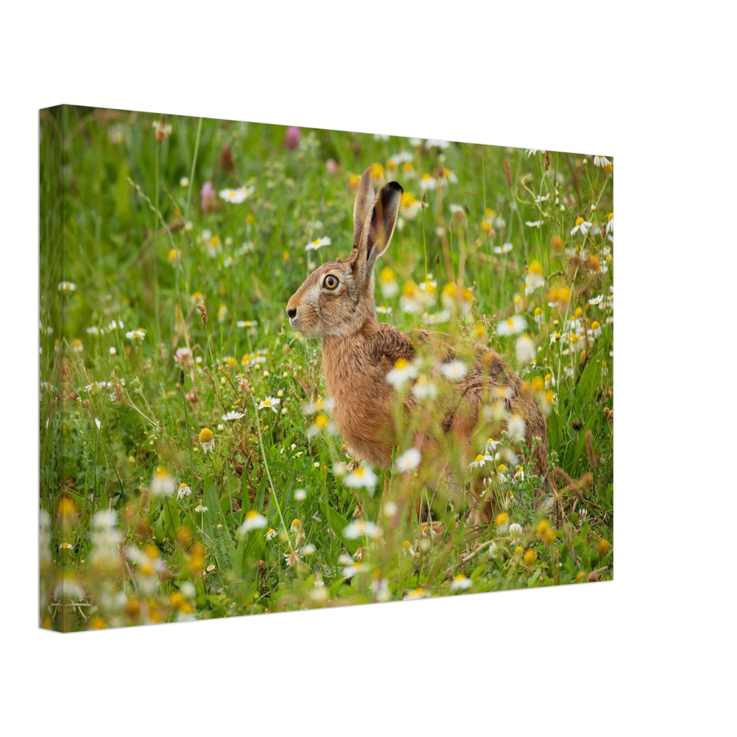 Wandbild Idyllische hasenwiese wandbild waehle dein wunschformat