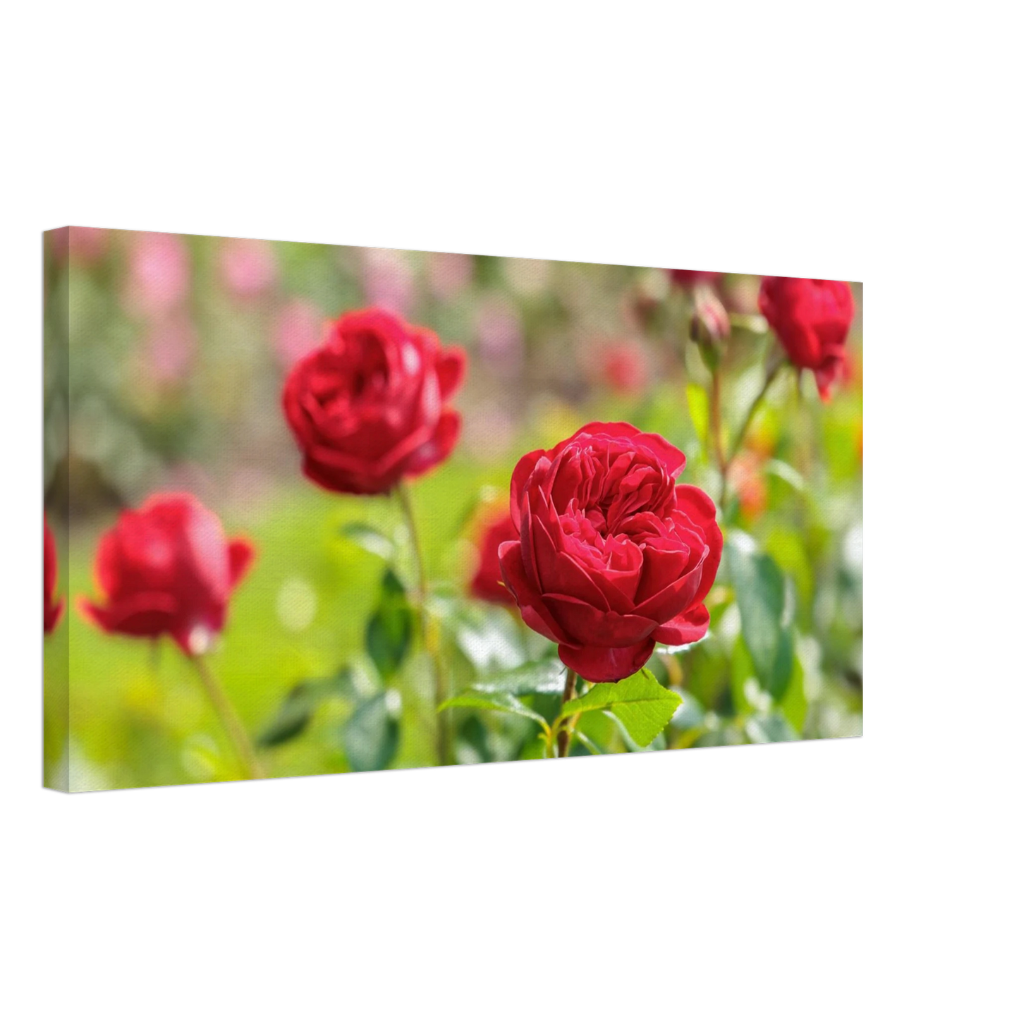 Wandbild rote rosen lebendige bluetenpracht fuer ihr zuhause in ihrer wunschgroesse