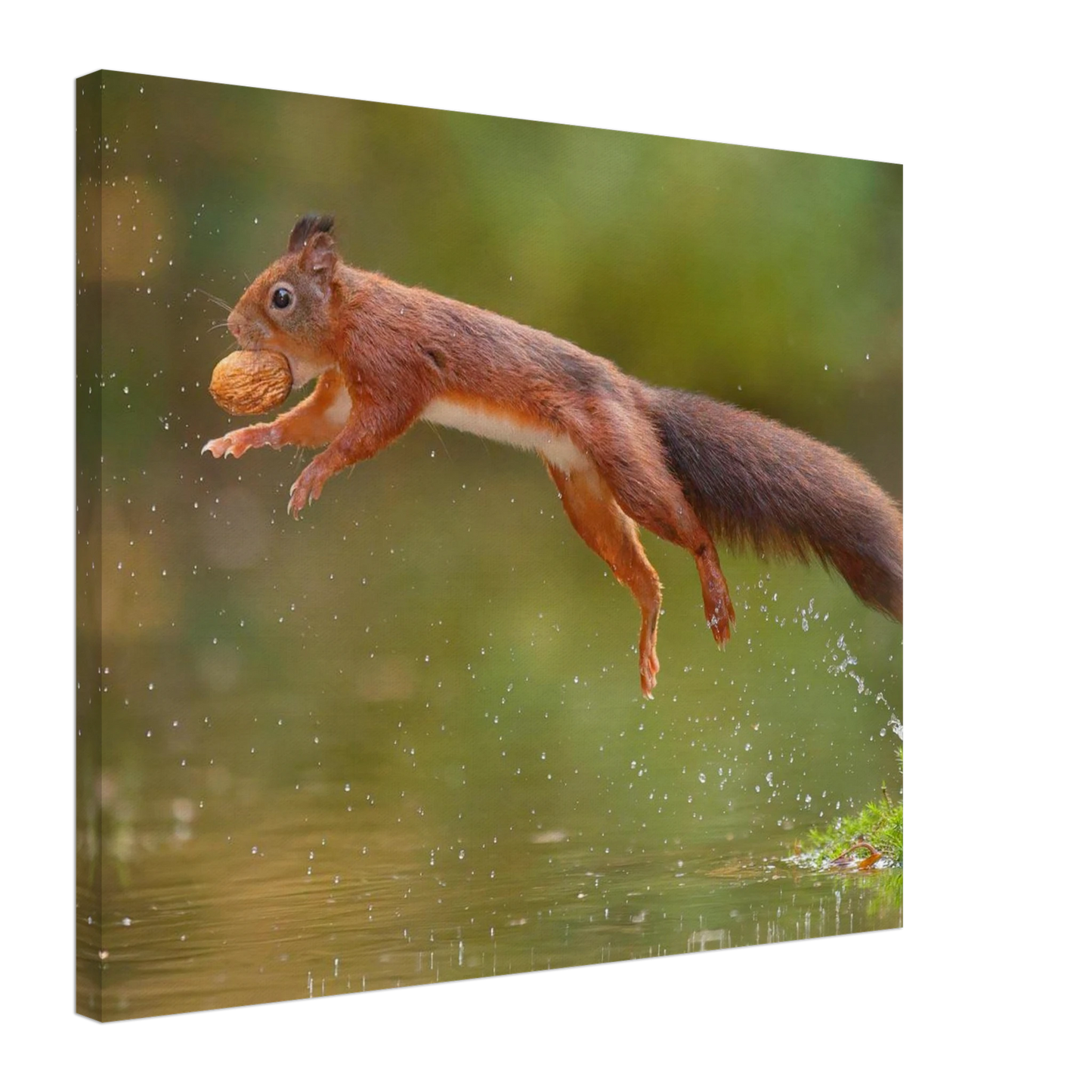 Wandbild eichhoernchen dynamisches wildtier poster fuer ihr zuhause in verschiedenen groessen