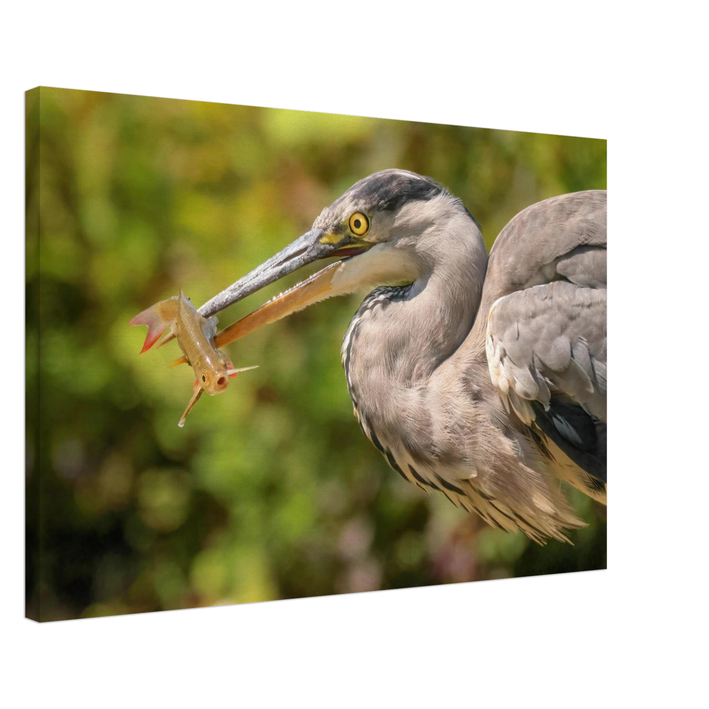 Wandbild graureiher mit fisch ein faszinierender moment in der natur verfuegbar in ihrer wunschgroesse