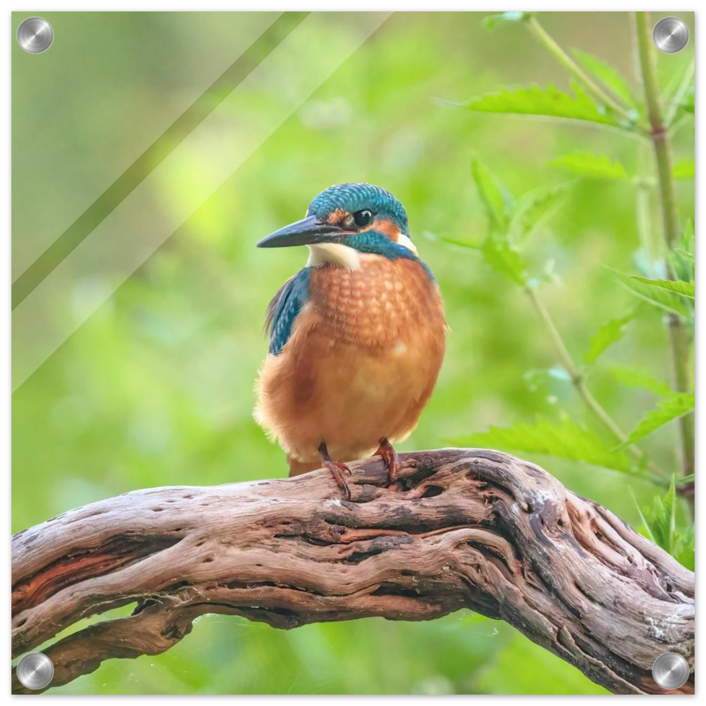 Wandbild eisvogel lebendige naturkunst fuer ihr zuhause in ihrer wunschgroesse 2