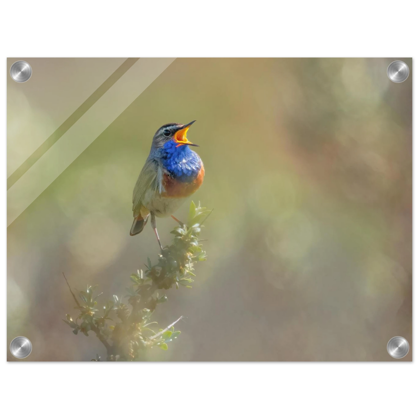 Wandbild singvogel in blautoenen lebendige vogelkunst fuer ihr zuhause in ihrer wunschgroesse