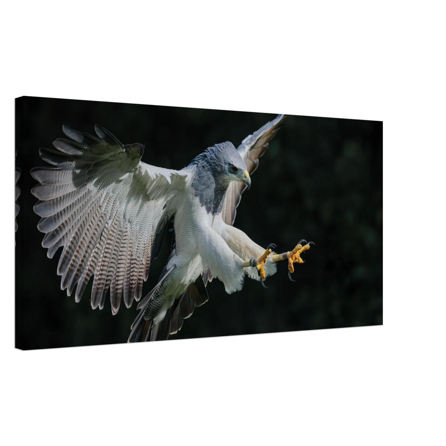 Wandbild majestaetischer schwarzbrustbussard im flug atemberaubende tierfotografie fuer ihr zuhause