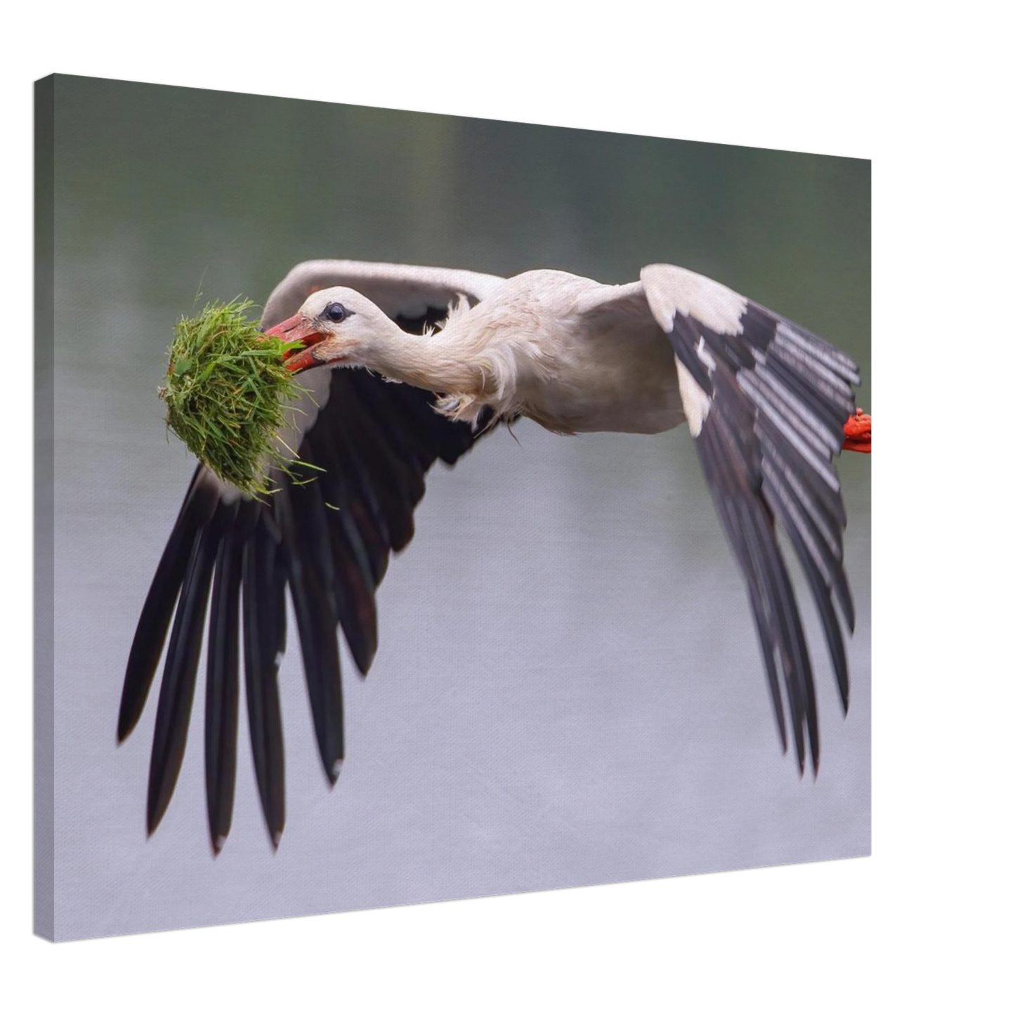 Wandbild nestbauender weissstorch im flug lebendige naturfotografie fuer ihr zuhause