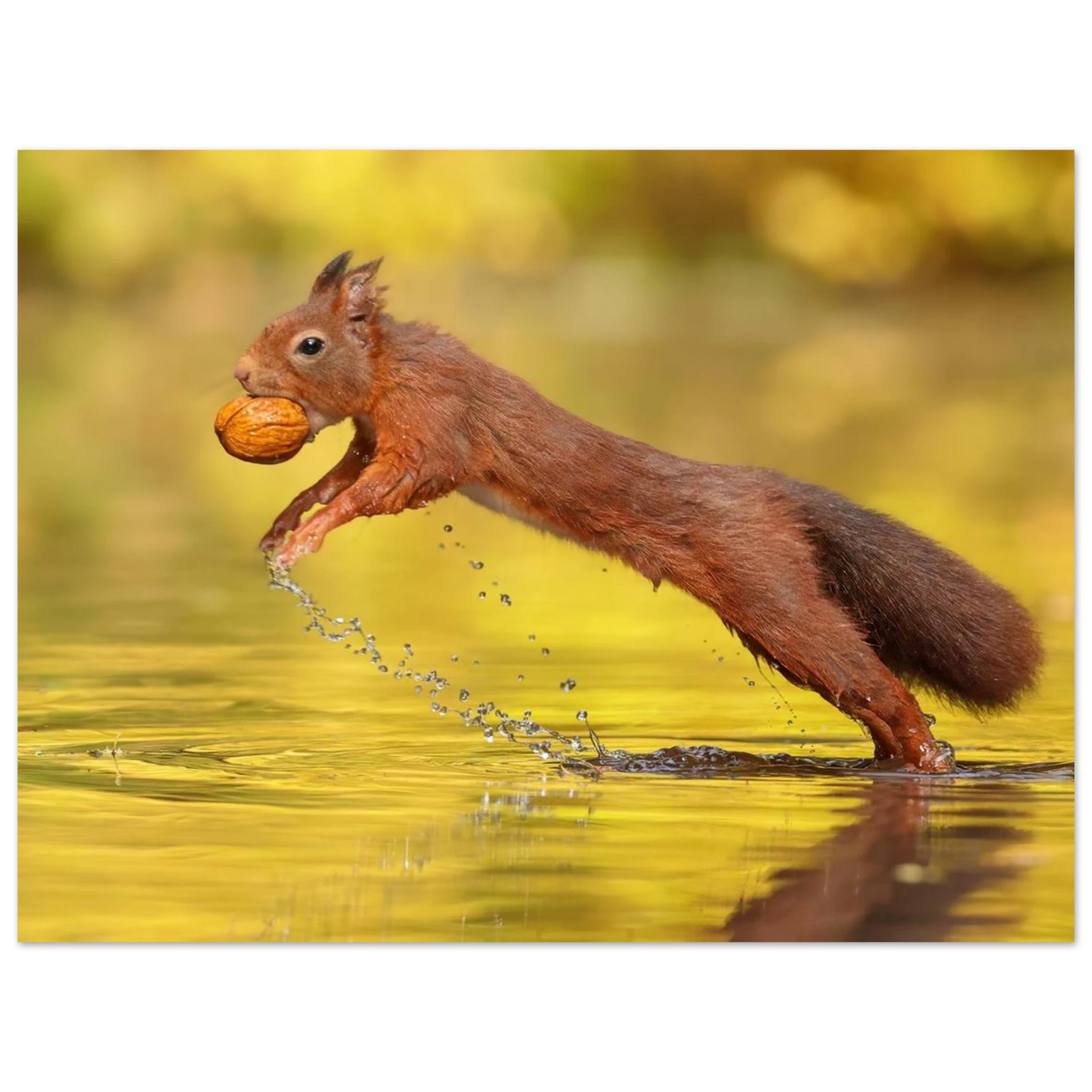 Wandbild eichhoernchen dynamische eichhoernchen kunst in lebhaften herbsttoenen