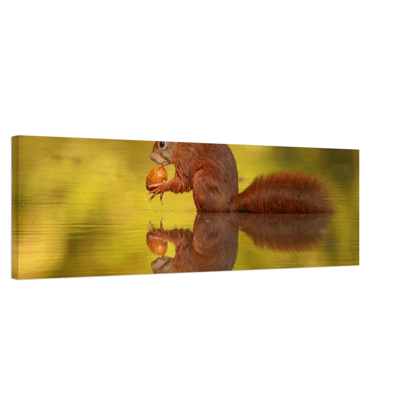 Wandbild eichhoernchen im goldenen herbstlicht lebendige tierfotografie fuer ihre wand