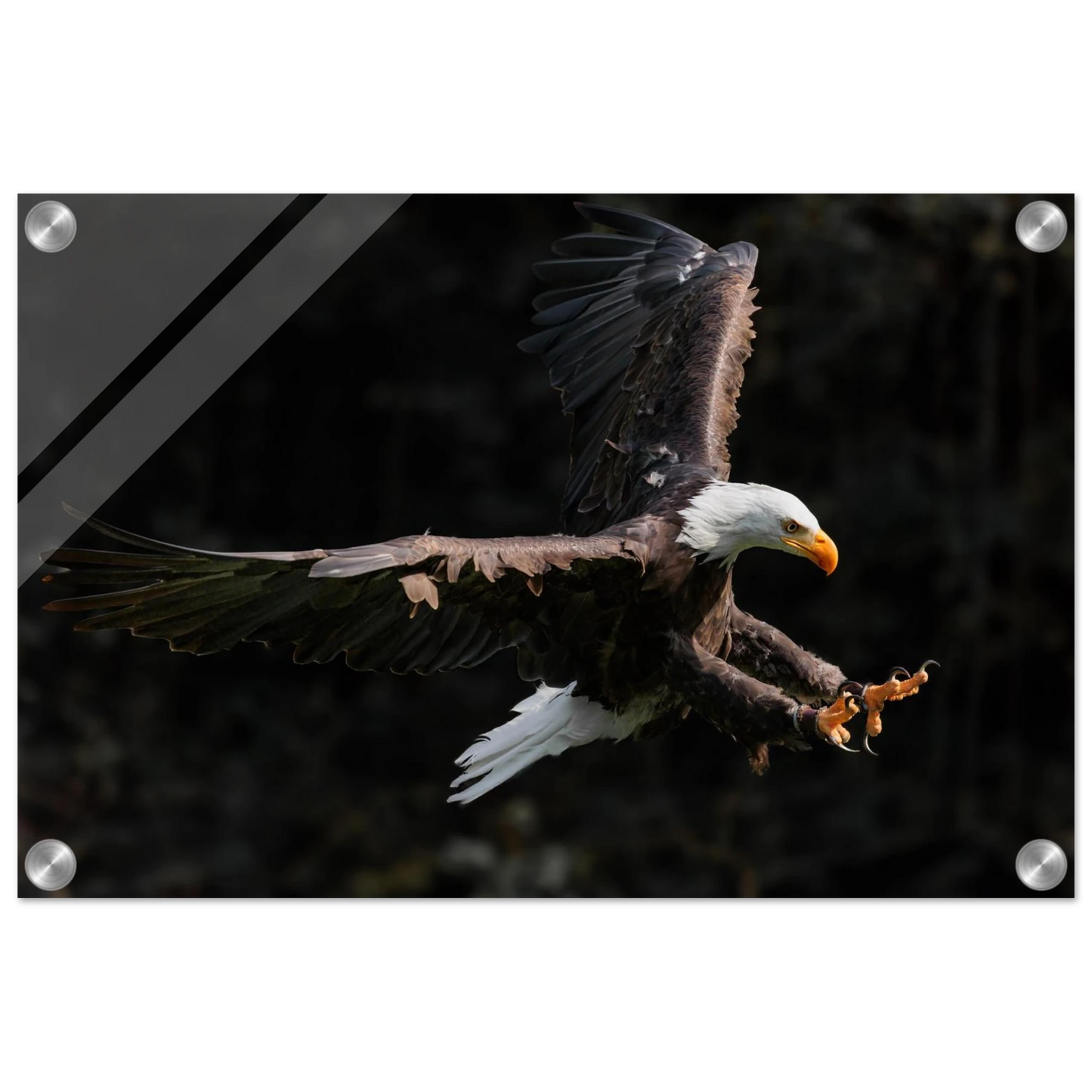 Wandbild majestaetischer weisskopfseeadler im flug freiheit staerke in ihrer wunschgroesse