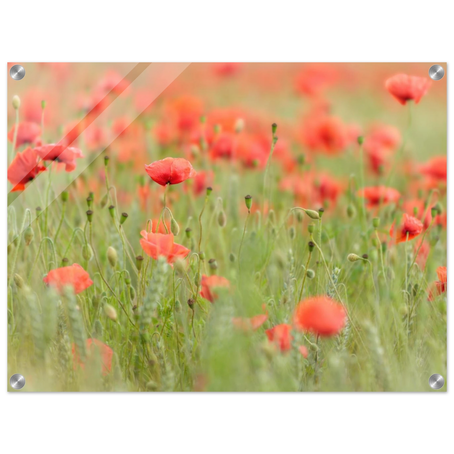 Wandbild vertraeumtes mohnblumenfeld ein stueck sommer fuer ihr zuhause in vielen groessen