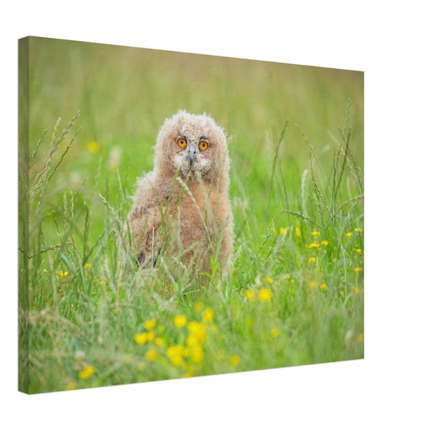 Wandbild junges eulenkueken im gras ein bezaubernder anblick fuer ihr zuhause in vielen groessen