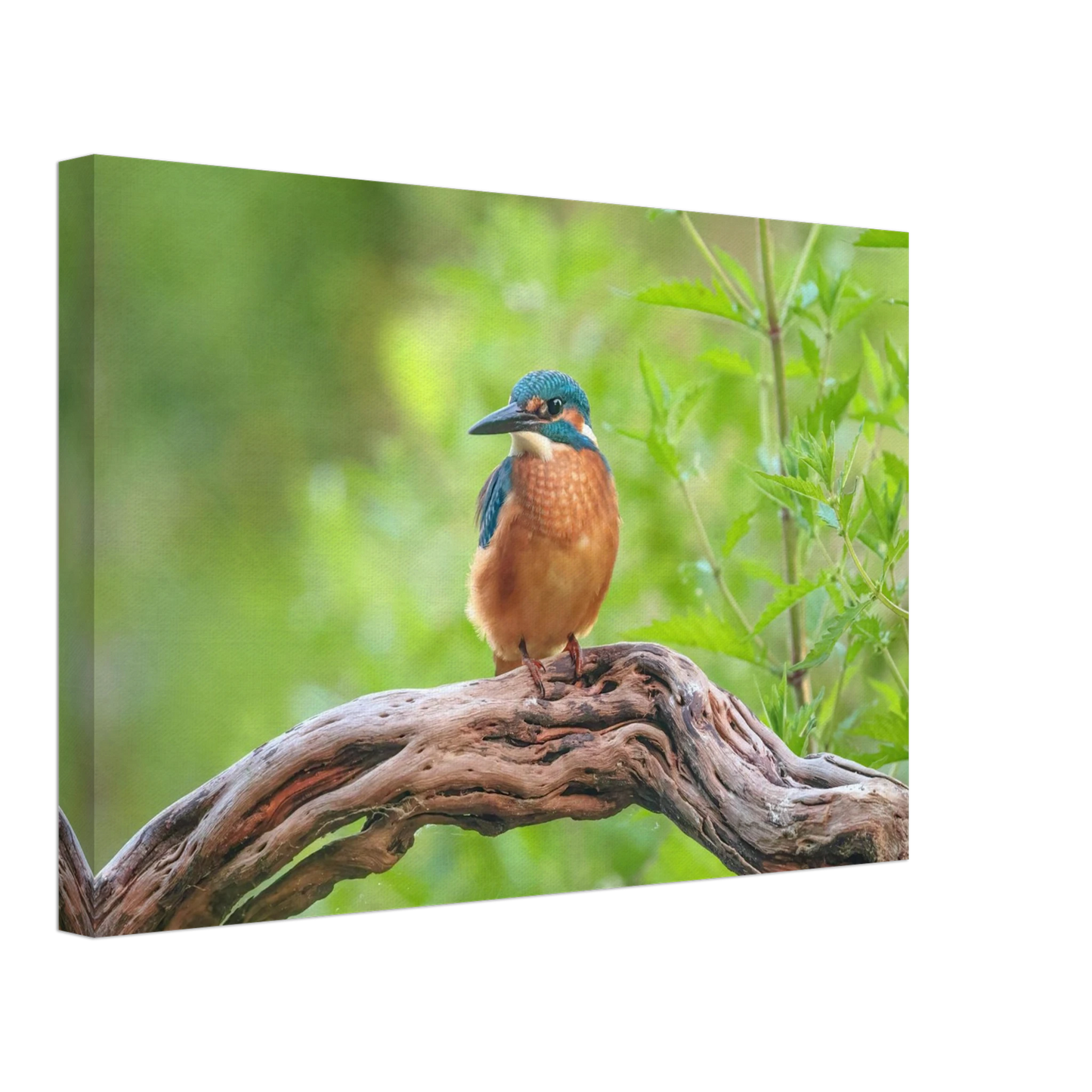 Wandbild eisvogel lebendige naturkunst fuer ihr zuhause in ihrer wunschgroesse 2