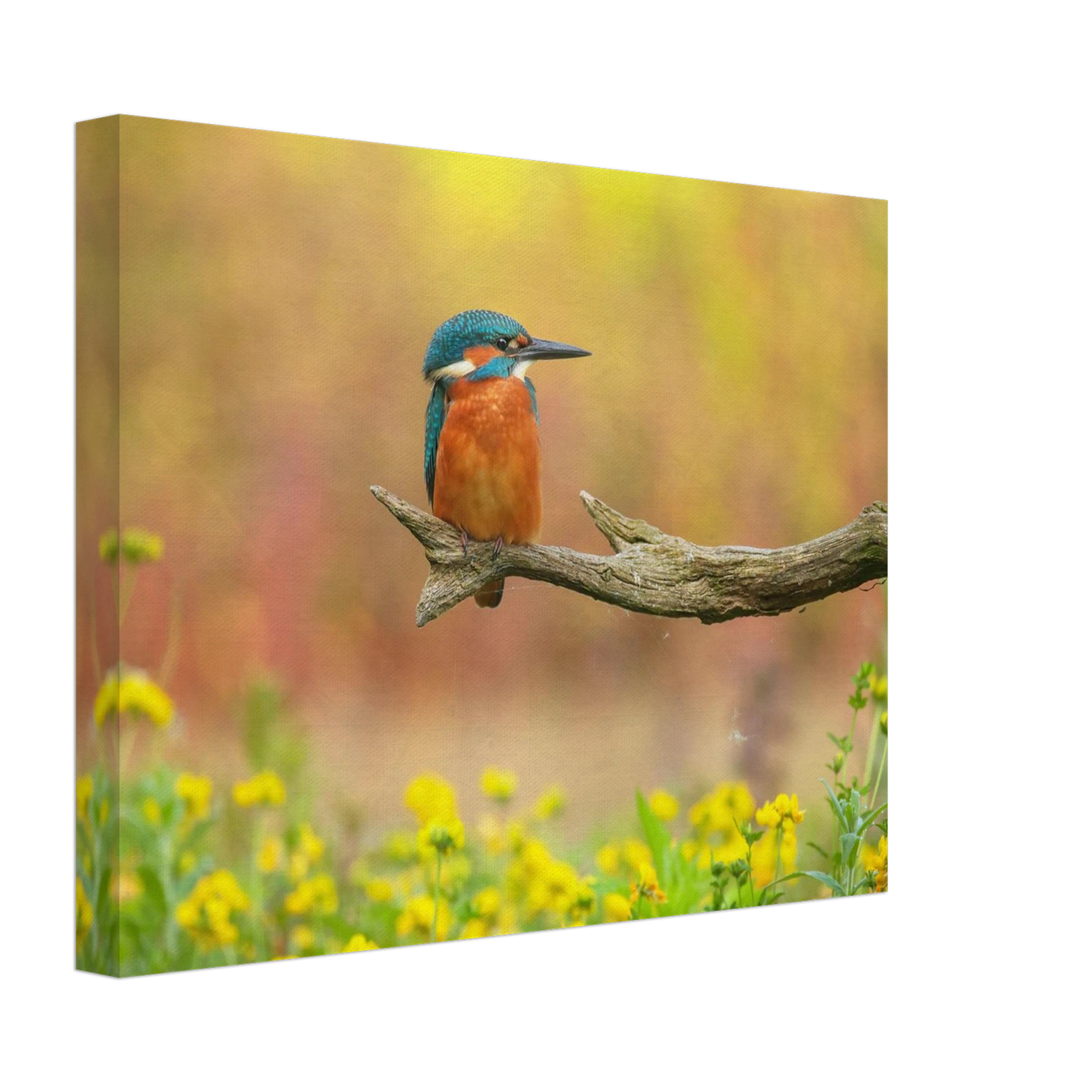 Wandbild eisvogel lebendige naturkunst fuer ihr zuhause in ihrer wunschgroesse