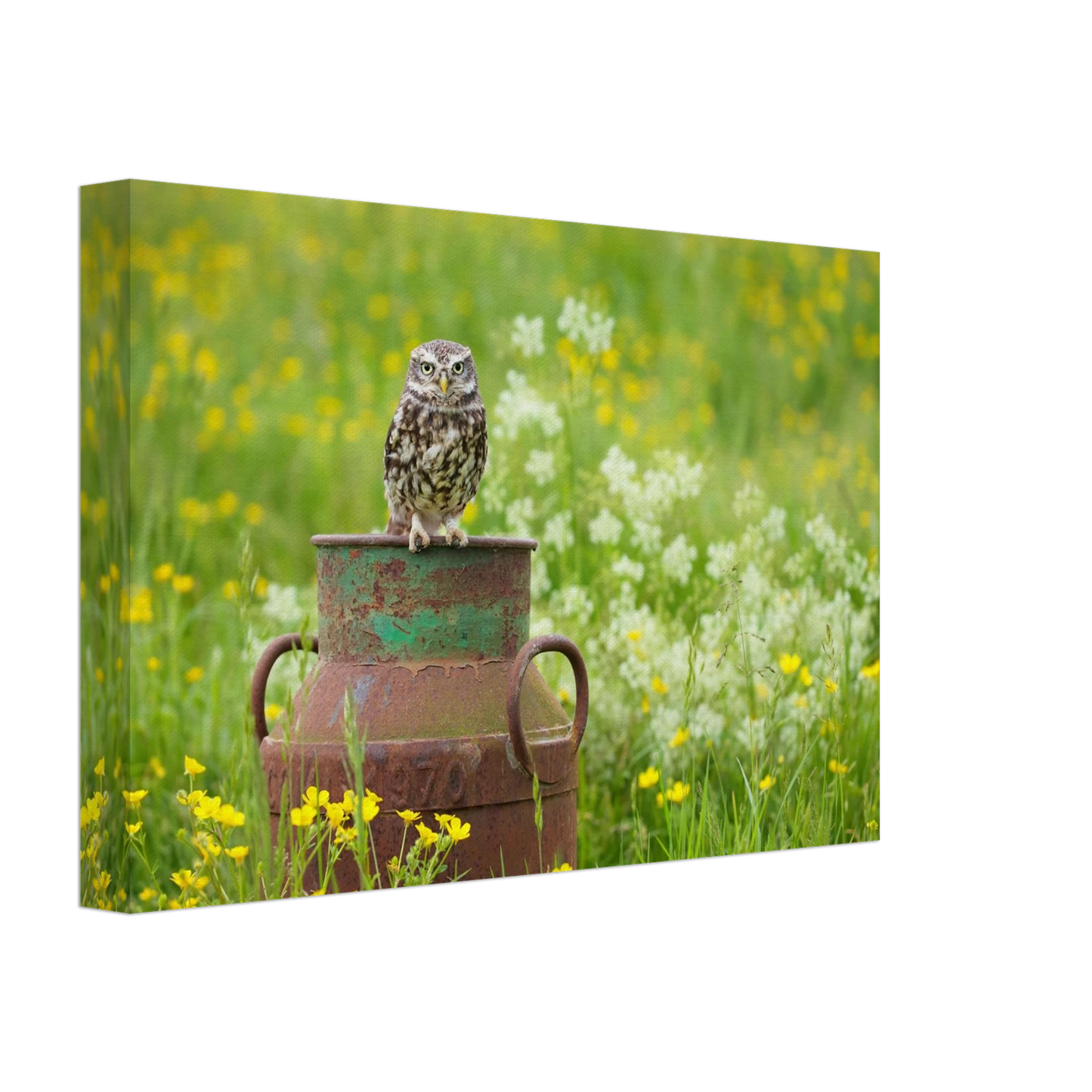 Wandbild rustikales eulen portraet ein blick in die natur auf ihrer wand in vielen groessen
