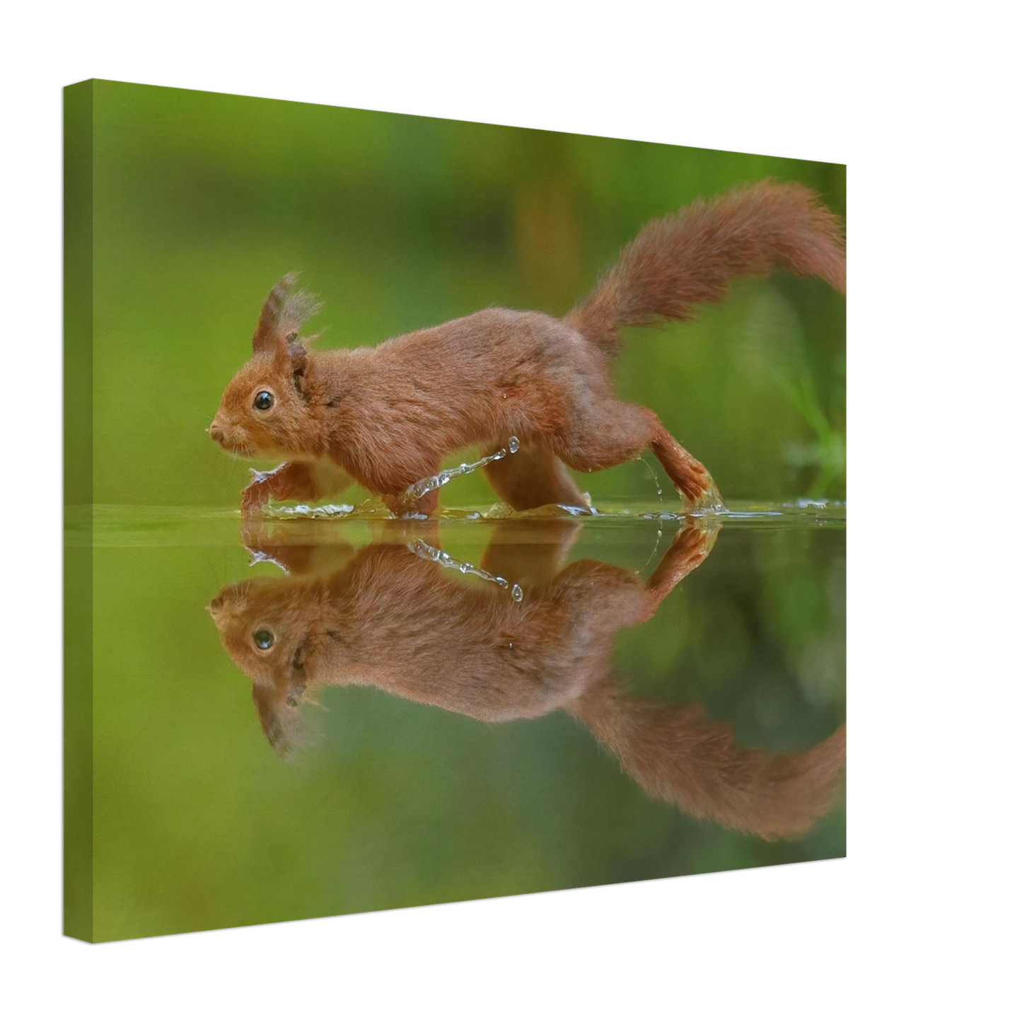 Wandbild eichhoernchen tanz eichhoernchen kunst fuer zuhause in ihrer wunschgroesse