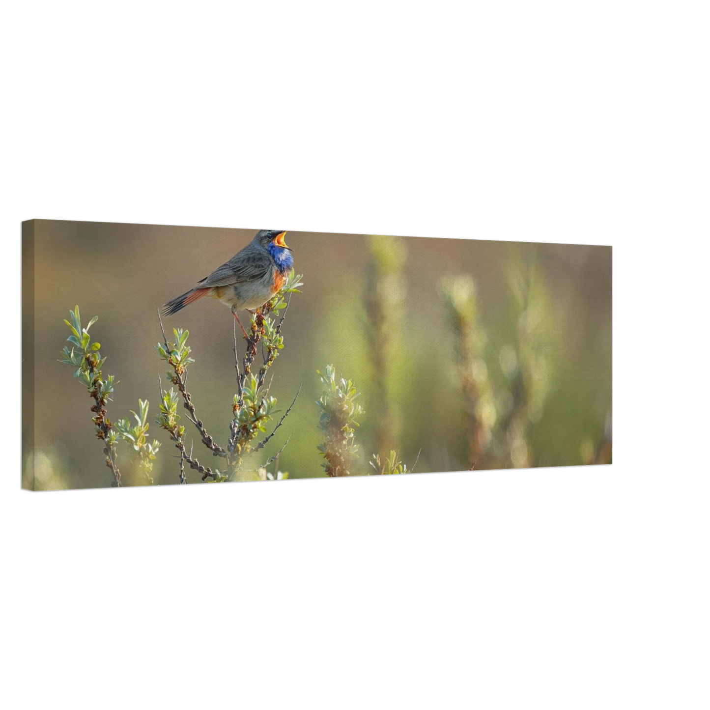 Wandbild singendes blaukehlchen lebendige naturfotografie als wandbild in verschiedenen groessen