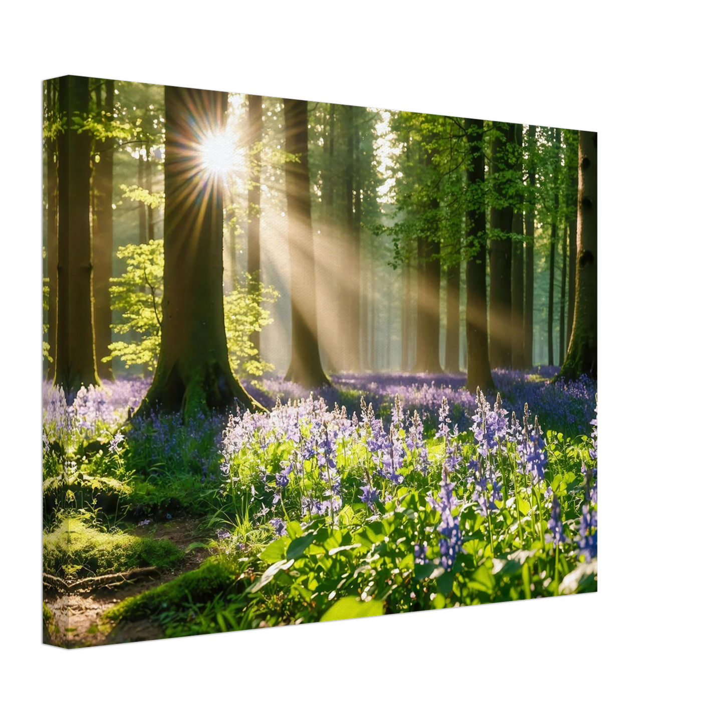 Wandbild mystischer morgenwald mit sonnenstrahlen und lila blueten in vielen groessen