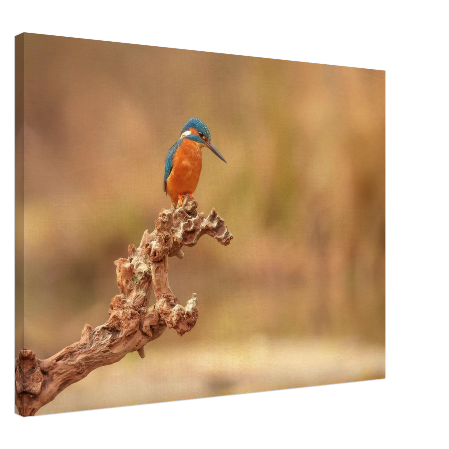 Wandbild eisvogel lebendige naturkunst fuer ihr zuhause in vielen groessen