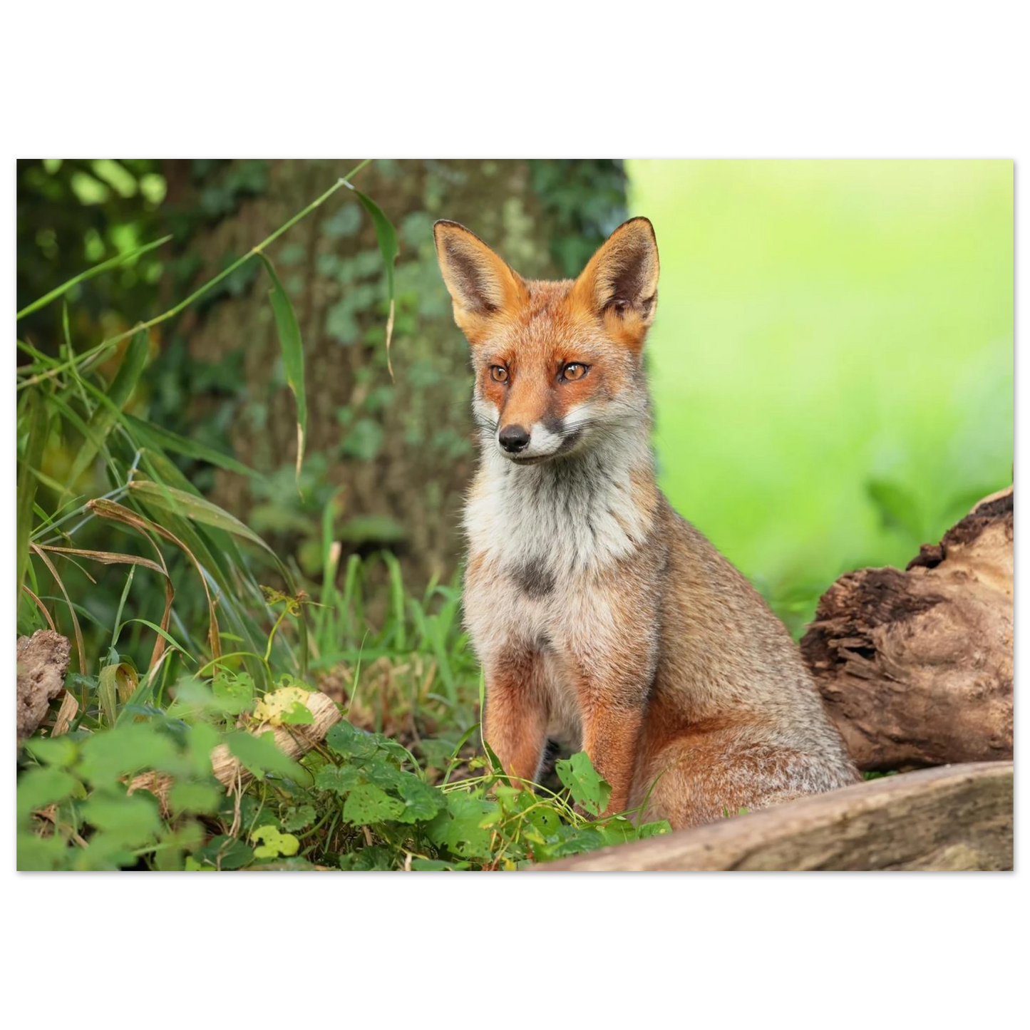 Wandbild majestaetischer rotfuchs ein augenblick der ruhe in der natur erhaeltlich in zahlreichen groessen