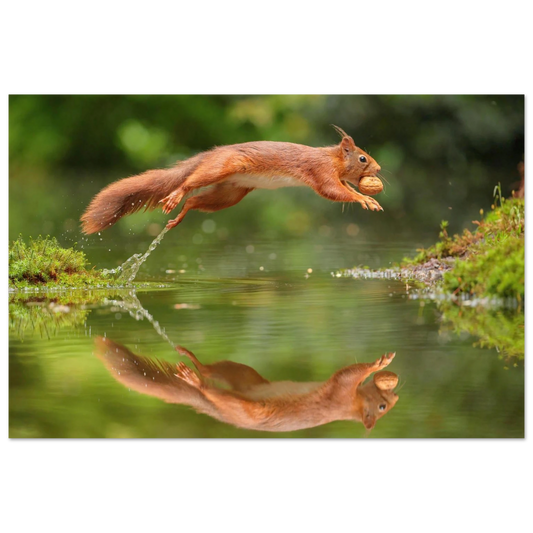 Wandbild Wandkunst eichhoernchens freudensprung dynamische naturkunst fuer ihr zuhause erhaeltlich in mehreren groessen
