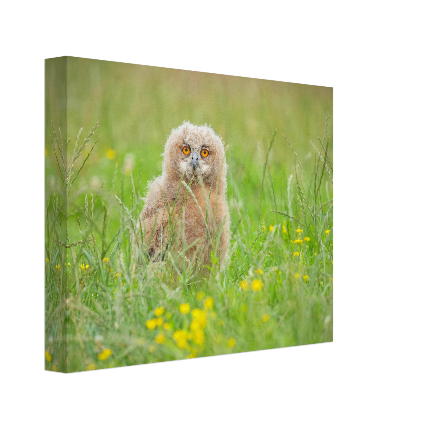Wandbild junges eulenkueken im gras ein bezaubernder anblick fuer ihr zuhause in vielen groessen