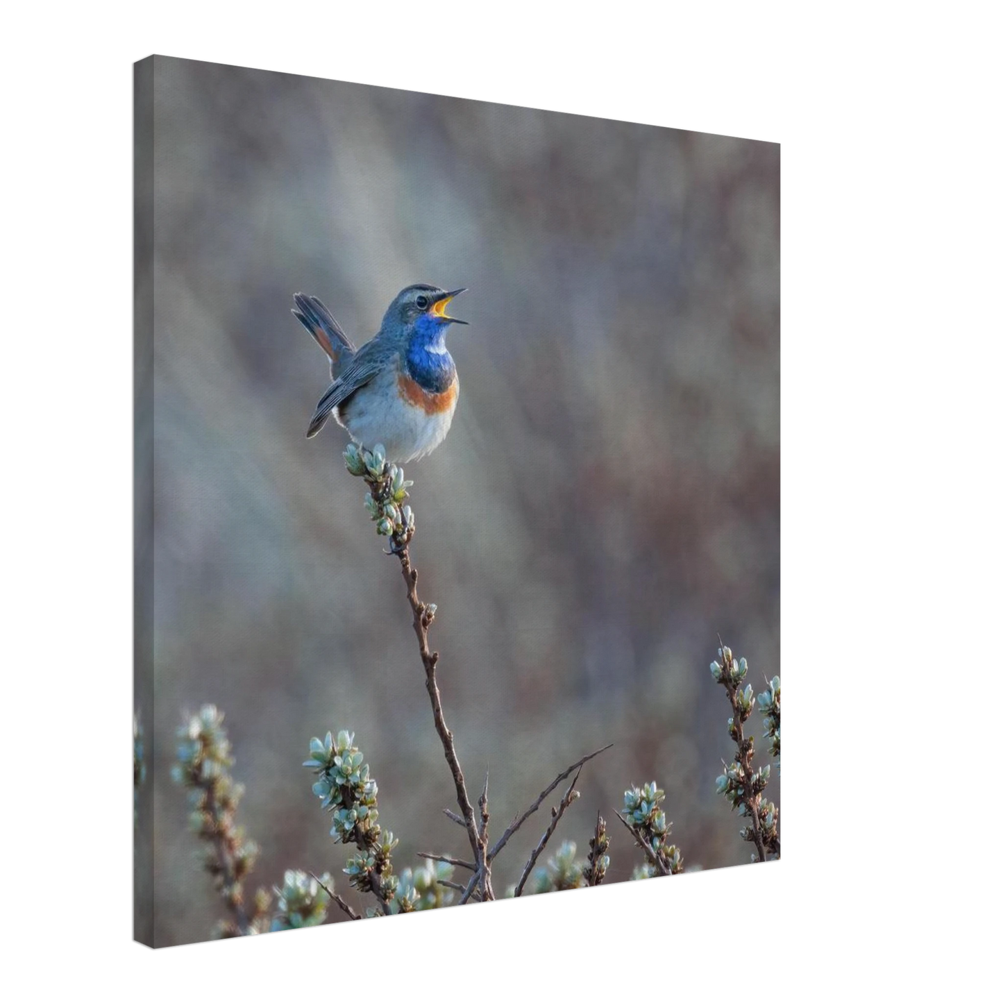 Wandbild blaukohlkehlchen im gesang naturkunst in lebendigen farben in ihrer wunschgroesse