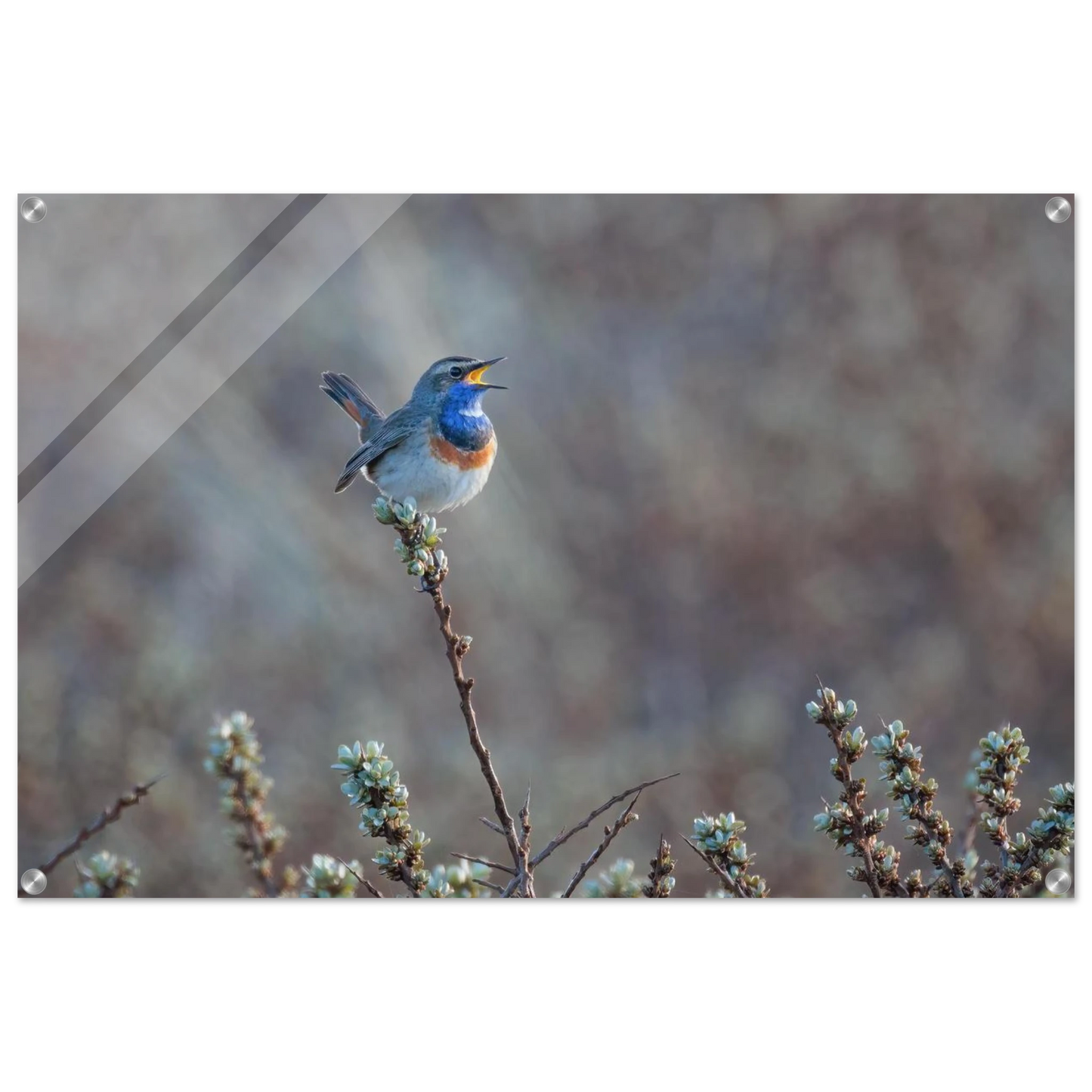 Wandbild blaukohlkehlchen im gesang naturkunst in lebendigen farben in ihrer wunschgroesse