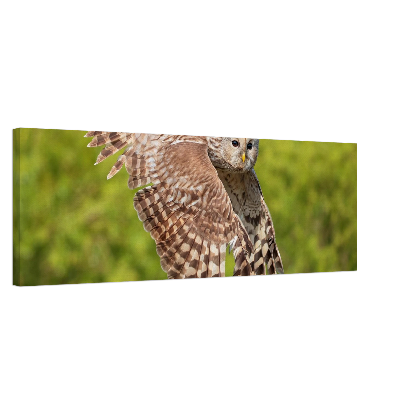Wandbild majestaetische eule im flug naturfotografie fuer ihr zuhause