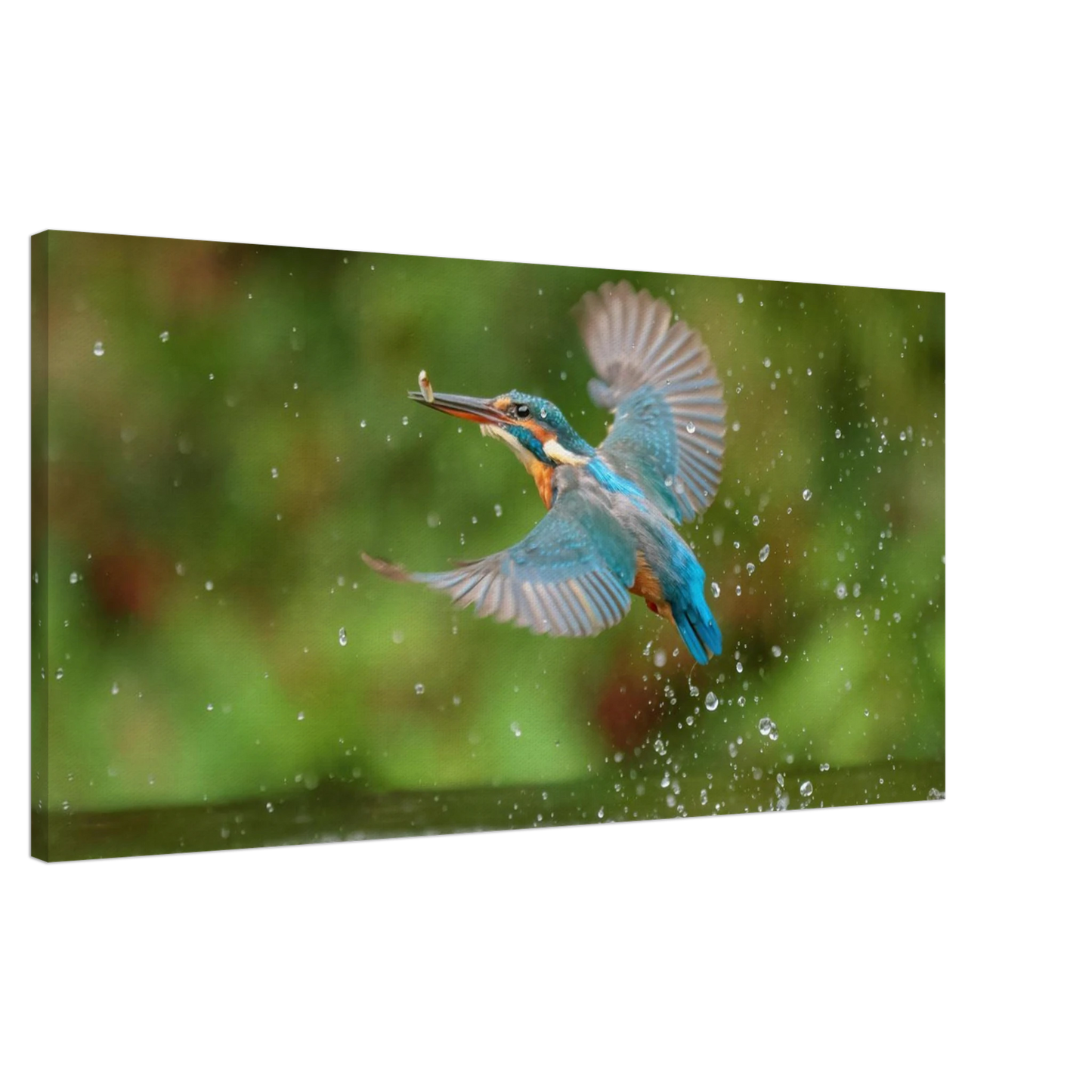 Wandbild eisvogel lebendige tierfotografie mit lebhaften blautoenen