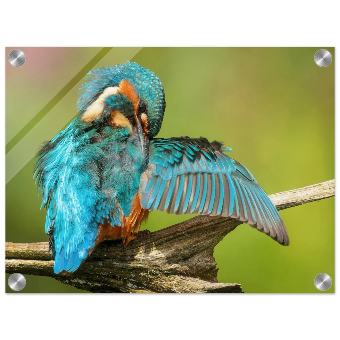 Wandbild eisvogel lebendige farbenpracht der natur auf leinwand
