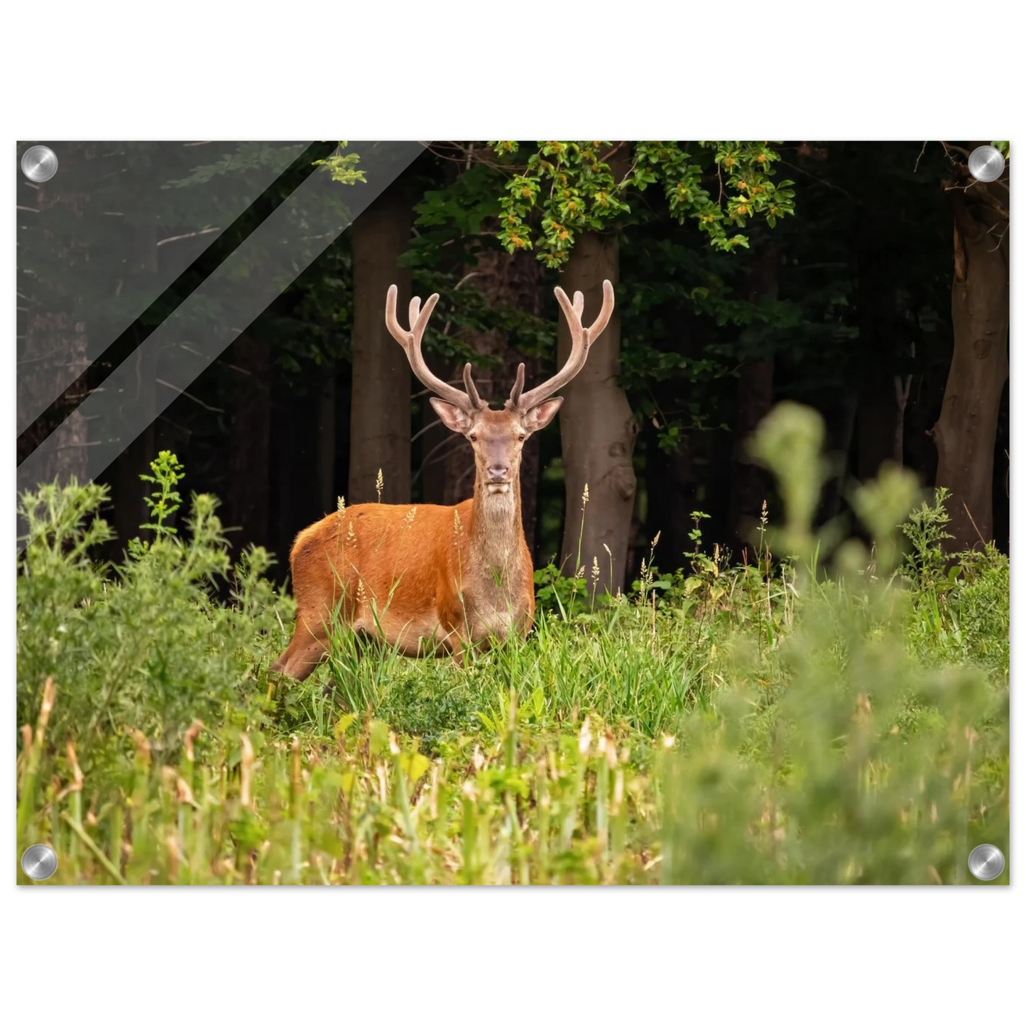 Wandbild majestaetischer hirsch im wald ein wildnis statement fuer ihr zuhause in verschiedenen groessen